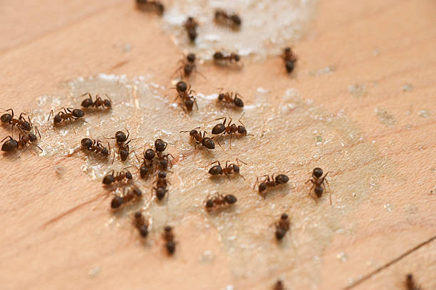 Best Mosquito Control Services  in Alamae, NC
